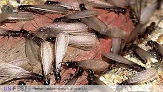 How to Perform a Subterranean Termite Job