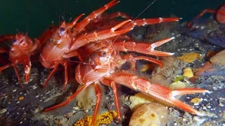 Science Today: Crabby Visitors | California Academy of Sciences