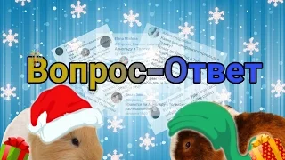 Вопрос - Ответ / SvinkiShow