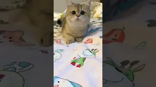 OMG So Cute Cats ♥ Best Funny Cat Videos 2021 ,Cat Life #   116