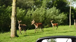 wat een  verassing een kudde jonge edelherten in de polder bij heukelum nieuwe zuiderlingedijk