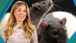 Are Rats Friends Or Foes? | Earth Unplugged