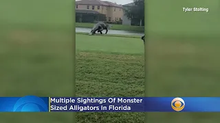 Multiple Sightings Of Monster-Sized Alligators In Florida