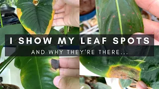 Identifying Different Causes of Leaf Spots | Indoor Houseplant Care Tips | Ep 126