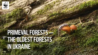 Primeval Forests — the oldest forests in Ukraine 🌳|🌲Праліси — найдавніші ліси України