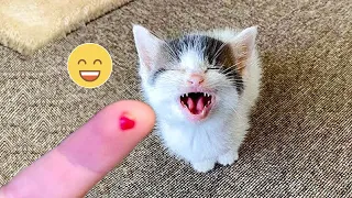 Funniest Animals 😄 New Funny Cats and Dogs Videos 😹🐶 - Part 9