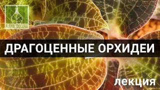 Драгоценные орхидеи (лекция)