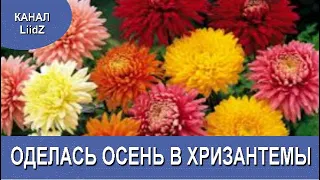 Оделась осень в хризантемы