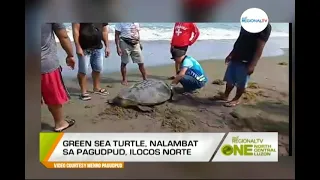 One North Central Luzon: Green Sea Turtle, Nalambat