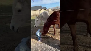 Sixteen-Month-Old Girl Has Heartwarming Interaction With Horses - 1503954