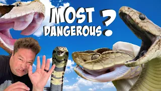 The Most Dangerous Snake In The World!