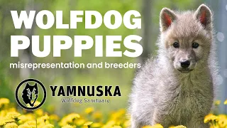 Everything You Need to Know Before Getting a Wolfdog Puppy