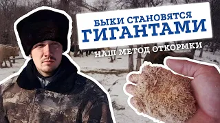 ПОСТАВИЛИ БЫКОВ НА ОТКОРМ 🐂 Наш метод выращивания молодняка