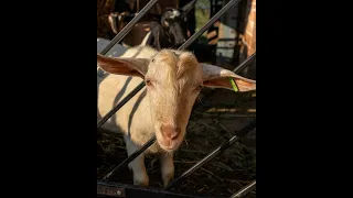 Зааненські кози їдять смачне сіно.