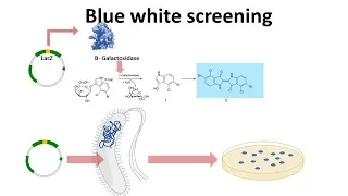 blue white screening