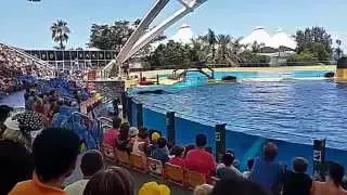 Шоу косаток в Лоро-парке (Orca Ocean Show in Loro Parque)