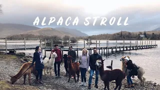 UK Alpaca Stroll! | Petersen Vlogs