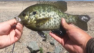 fishing spawning redear sunfish and bluegills