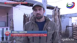 В Дагестане ведется отстрел волков