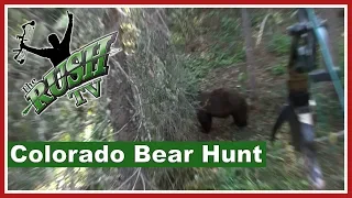 Bow and Arrow Colorado Black Bear Hunting