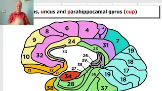 Anatomy of CNS Module in Arabic 2024 (Limbic system, part 3), by Dr. Wahdan.