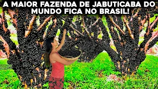 A MAIOR FAZENDA DE JABUTICABA DO MUNDO QUE FICA NO BRASIL