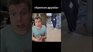 «Крепкая дружба» Лошадки и мышки