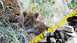 A Magical Encounter with Nkoveni Female Leopard and Her Cubs- Virtual Safari # 217