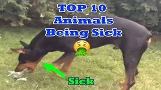 Top 10 animals being sick part 3 (snakes puppys and more)