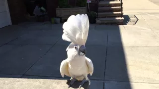 Dancing Cockatoo