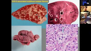 El devastador Herpesvirus Equino  EHV-1