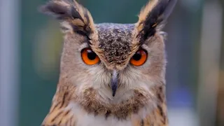 The Story of Houdini the Escaping Owl | The Pet Psychic