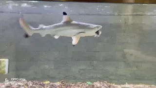 Baby Shark eating Catfish in aquarium#aquarium#whaleshark#fish#viral#youtubevideos#nassau#bahamas#fy