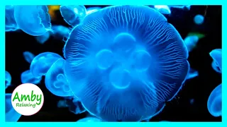 🎧 Stunning Jellyfish Aquarium Relax & Meditation 2 HOURS RELAXING MUSIC HD 1080P Screensaver