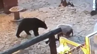 Watch a standoff between a pig and a bear in British Columbia