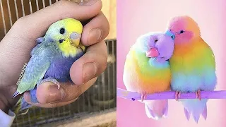 Funny Parrots Videos Compilation cute moments of the animals - Cutest Parrots #1