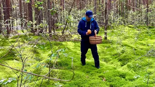 ГРИБЫ ПОШЛИ после ДОЖДЕЙ! Грибы