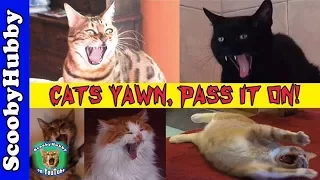 Cats Yawn, Pass It On!