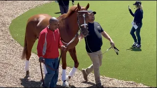 Kentucky Derby Champion, Rich Strike, Prepares for his 4 YO Debut in the Alysheba