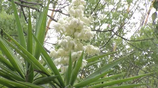 Hechos del Agro - Cosecha de flor de izote