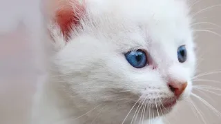 Funny cat videos | Funny cat | Cat videos #foryou #catlover #cutenessoverload #catsworld