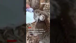 В Австралии коала «попросила» туриста напоить ее водой|CCTV Русский