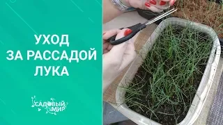 Уход за рассадой лука Эксибишен и Порей. Стрижка и подкормка..