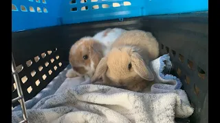 GETTING TWO BUNNIES | VLOG