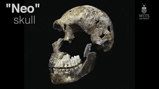 Introducing 'Neo' skeleton of Homo naledi