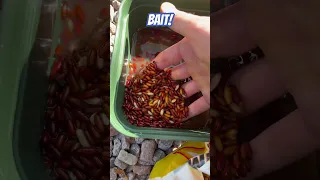 Uk roach fishing