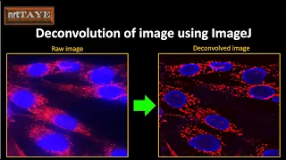 Deconvolution of image using ImageJ