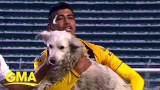 Soccer player adopts stray dog who ran onto the field during a Christmas Eve match l GMA