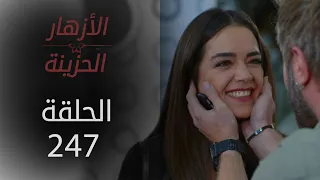 مسلسل الأزهار الحزينة | الحلقة 247 - الموسم الثاني