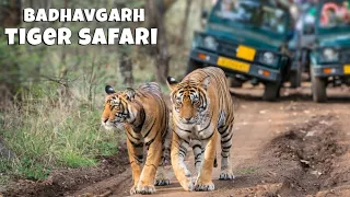 Jungle Safari Mein Itne Sare Tigers Maza Aagya😍